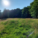 Hier hielten wir uns zunächst links und querten die Wiese querfeldein, um zur Pfaffenmauer zu gelangen. Am Ende der Wiese ist ein Stacheldraht zu überwinden