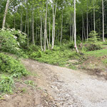 Nachdem wir die Wiese überquert hatten, kamen wir in den Wald und erreichten einen Karrenweg