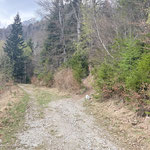 ... wir wieder eine Abzweigung erreichten. Ein durch Holzstufen verstärkter Pfad führte aufwärts und vorbei an der Grimminghütte