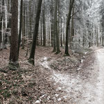 ... und lässt sich immer wieder durch gut ausgetretene Waldpfade abkürzen