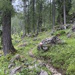 ... und durch den Wald