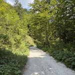 Am Ende des Waldweges angekommen, erreichten wir eine Forststraße, dieser folgten wir nach links 