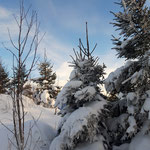 Durch den Wald geht es weiter zum Pernecker Kogel