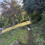 Knapp unterhalb des Hofes Wartegg mündete unser Wanderweg in eine Forststraße, ...