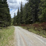 ... folgten der Forststraße weiter durch den Tiefenwald,...