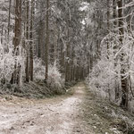 Über den Steig ging es schließlich wieder retour, bei der Gabelung querten wir nur die Forststraße und stiegen weiter über den Waldweg ab