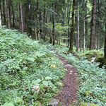 ... wanderten wir über den Waldweg aufwärts