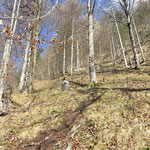 Dieser führt steil durch den Wald aufwärts 