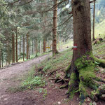 Bei der Weggabelung, bei der wir beim Aufstieg Richtung Schabenreitnerstein gegangen waren, schloss sich nun unser Kreis. Von hier an ging es auf der Aufstiegsroute abwärts