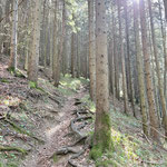 Zunächst in Form eines Karrenweges, dann als steiler werdender Waldpfad legten wir die Höhenmeter rasch zurück
