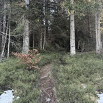 Je höher man kommt, desto schöner zeigt sich der Weg, sich inmitten von Heidelbeersträuchern durch den Wald schlängelt