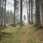 Das nächste Stück durch den Wald legten wir ohne steile Anstiege zurück...