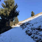 Nach etwa einer Stunde Gesamtgehzeit lichtete sich der Wald und gab das Almareal der Feichensteinalm frei