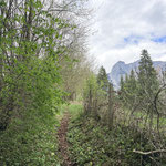 Der Panoramasteig verlief als schöner Waldweg in Richtung Norden, immer wieder eröffneten sich dabei Blicke auf die Weißenbacher Wände
