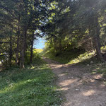 ... und durch den Wald zurück