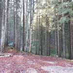 Bei einer Forststraßengabelung zweigt unser Weg ab - auf die Holzhütte zu, die im Wald zu sehen ist