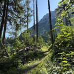 Der Wald beginnt sich zu lichten...