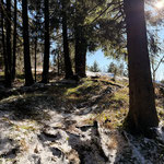 Der Wald lichtete sich...