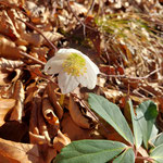 Schneerosenblüte am 07. Jänner - hoffentlich zeigt sich der Winter doch bald wiedermal :)