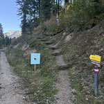 ... und folgten sogleich wieder dem Waldweg aufwärts