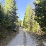 Nachdem wir die Forststraße ein drittes Mal erreicht hatten, folgten wir ihrem Verlauf nach rechts
