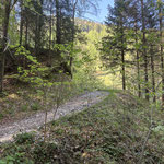 Der schöne Wegverlauf führte uns durch den Wald - dazu hier ein paar Impressionen