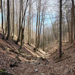 ... und über den Waldweg...