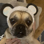 Dog disguised as panda