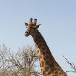 bonjur d'une girafe
