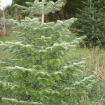 Weihnachtsbaum Nordmanntanne