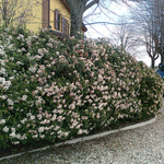 Manutenzione Viburno