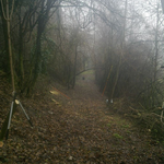Sottobosco pulito