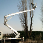 Potatura alberi con Autogru