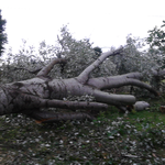 Abbattimento Pioppo
