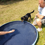 Wassergewöhnung für kleine Hunde im Minitreff der Hundeschule Simsammlerbim