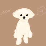 愛犬ニコ