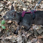 Katzen-Geschirr KOMFORT GB: schwarz; Polsterung: Softshell Berry 