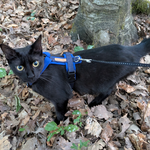 Katzen-Geschirr KOMFORT GB: Dunkelblau; Polsterung: Softshell Royalblau
