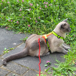 Katzen-Geschirr: Gurtband: Limone; Fleece: Neonorange