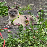 Katzen-Geschirr: Gurtband: Limone; Fleece: Neonorange