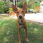 Bypee adoptée en Espagne