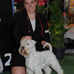 Mit Schoffi (Zwergschnauzer weiss) im Ring, Kreuzlingen CH 2016