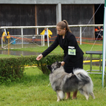 Mit Abby (Wolfsspitz) im Ring, Aarau CH 2016