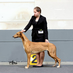 Mit Daisy (Greyhound) im Ring, Luxembourg LU 2016