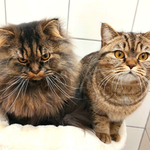Bartholomäus und Baghira