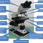 Partes del microscopio óptico y sus respectivas funciones