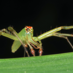 Magnolia green jumping spider, Macrophotography by Randy Stapleton