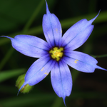 Blue eyed grass, Macrophotography by Randy Stapleton