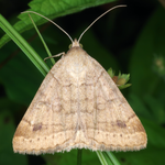 Woods moth, Macrophotography by Randy Stapleton