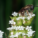 Macrophotography by Randy Stapleton